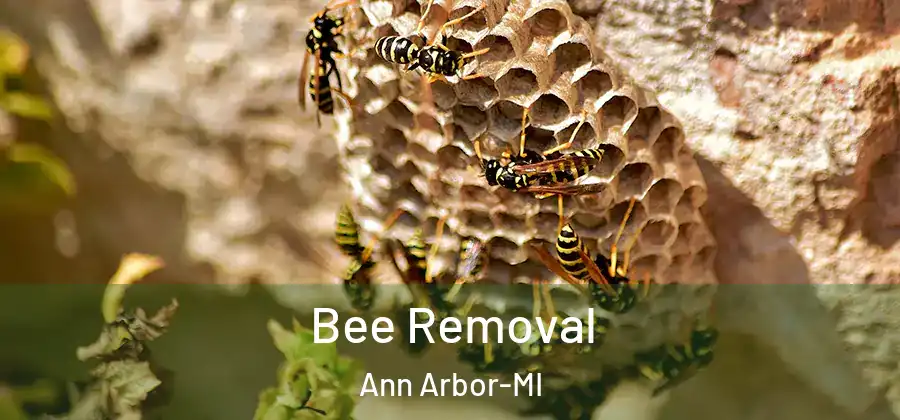 Bee Removal Ann Arbor-MI
