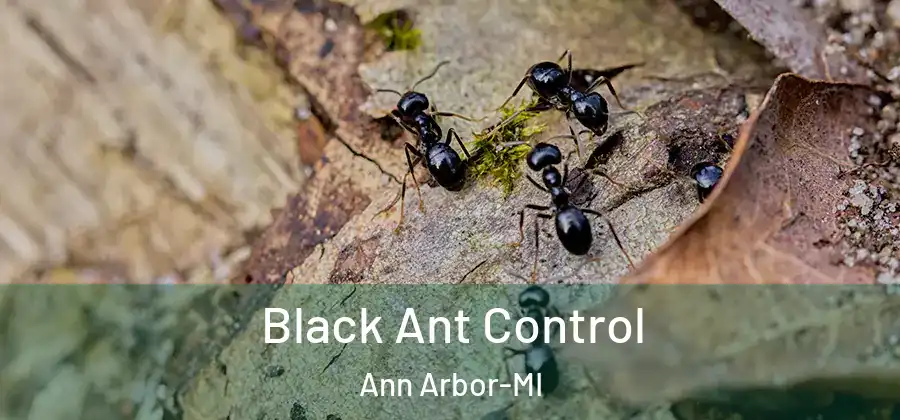 Black Ant Control Ann Arbor-MI