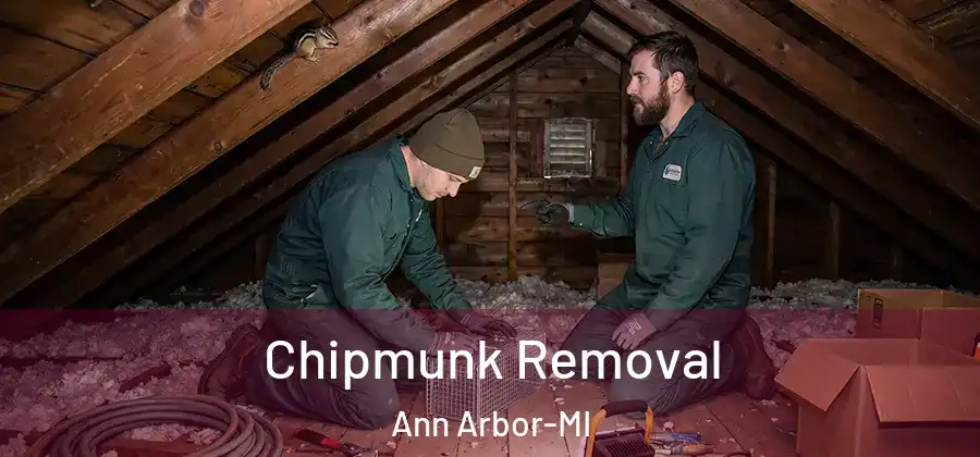 Chipmunk Removal Ann Arbor-MI