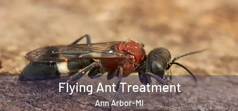  Flying Ant Treatment Ann Arbor-MI