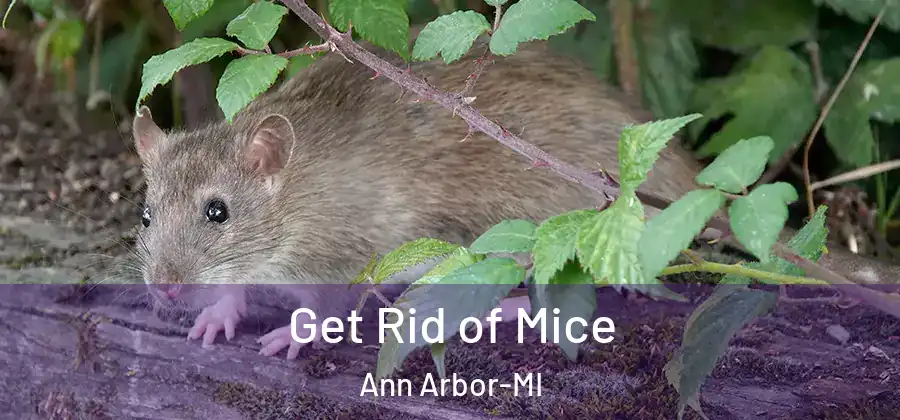 Get Rid of Mice Ann Arbor-MI