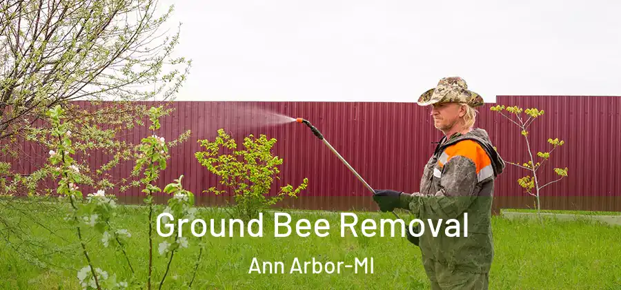 Ground Bee Removal Ann Arbor-MI