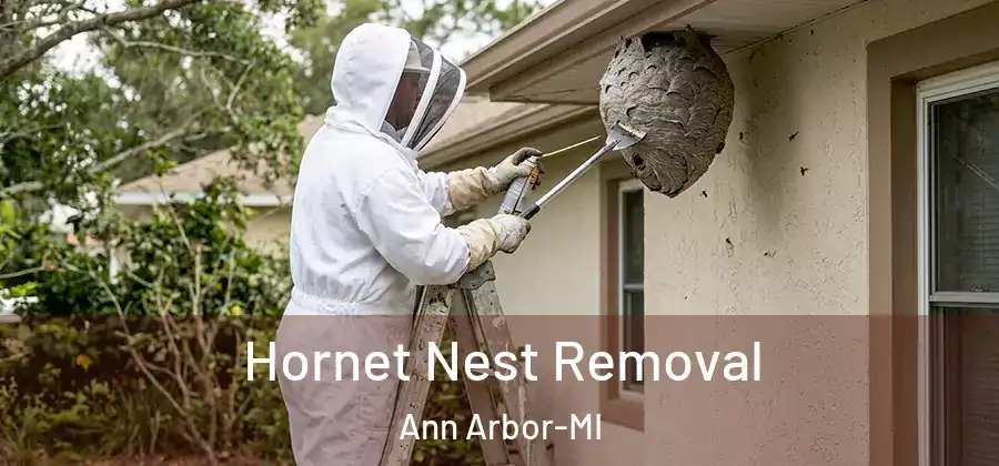  Hornet Nest Removal Ann Arbor-MI