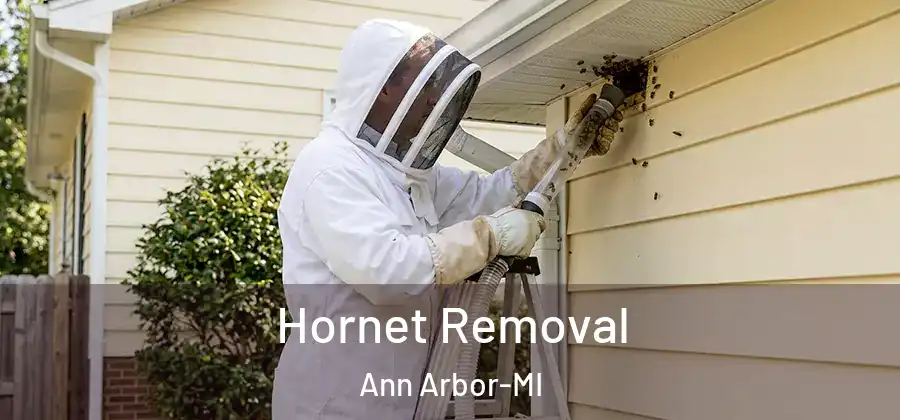  Hornet Removal Ann Arbor-MI