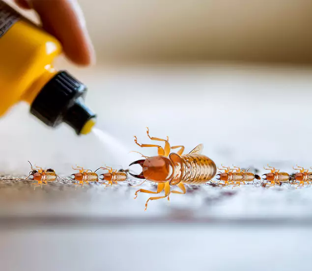 Reliable Bora Care Termite Experts in Ann Arbor, MI