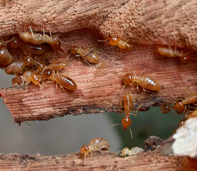 About Our Drywood Termite Treatment Experts in Ann Arbor, MI
