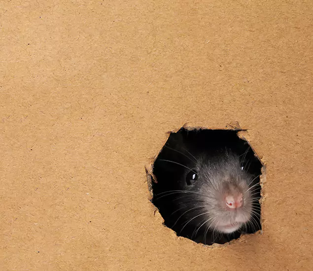 Rats in Attic Removal Experts in Ann Arbor, MI