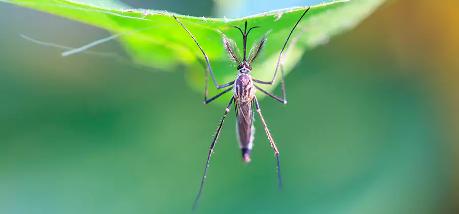 Natural Mosquito Spray for Yard in Ann Arbor