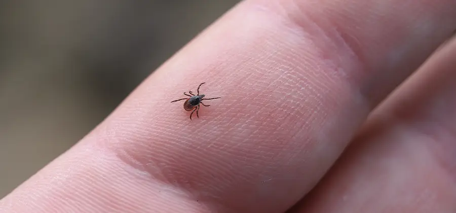 Infection Prevention for Bed Bug Bites in Ann Arbor