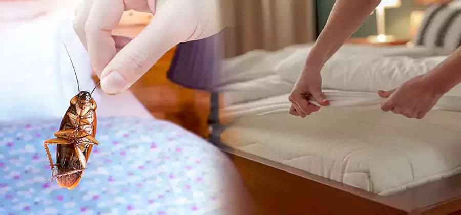 Bed Bug Home Extermination Service in Ann Arbor
