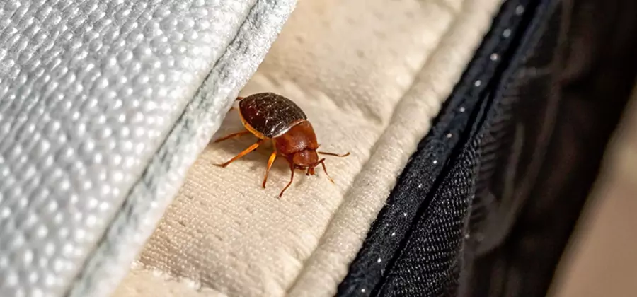 Commercial Bed Bug Control in Ann Arbor