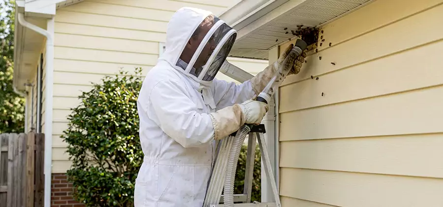 Ground Bee Removal in Ann Arbor