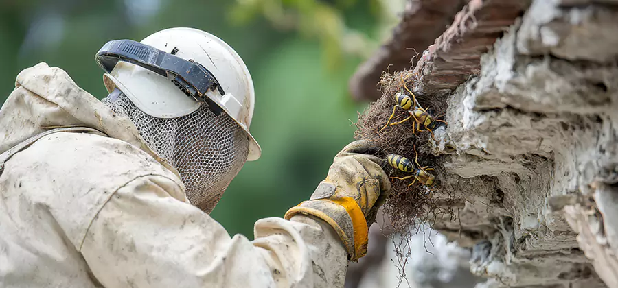 Bee and Wasp Hornet Removal in Ann Arbor