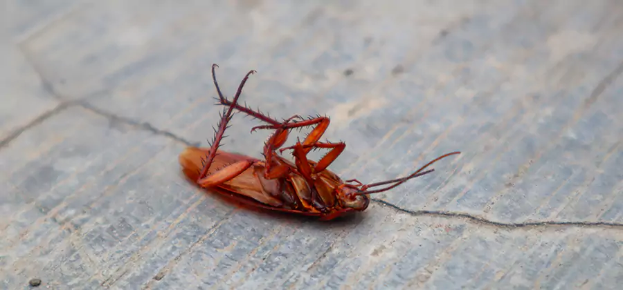 Cockroach Eradication for Commercial Properties in Ann Arbor