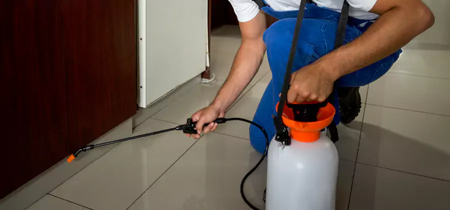 Palmetto Bug Exterminator in Ann Arbor
