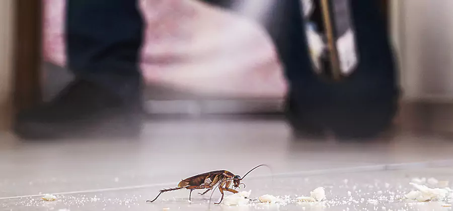 Roach House Treatment Ann Arbor