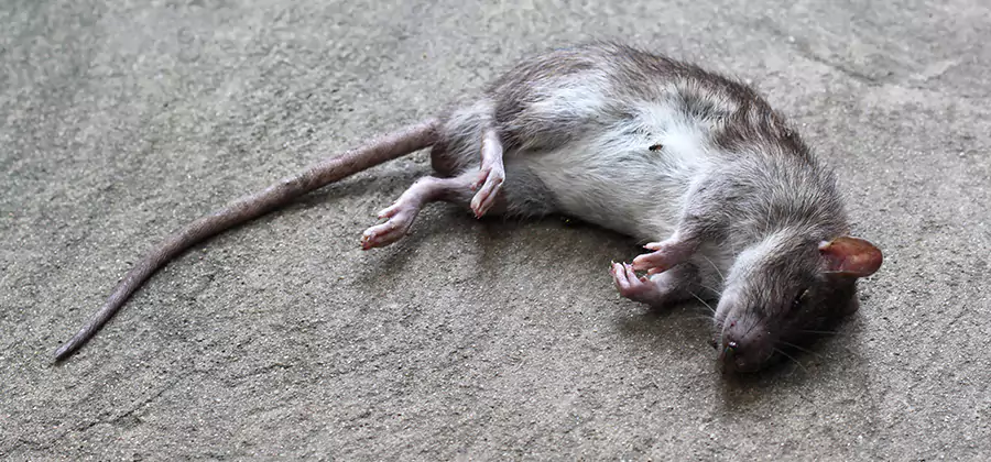 Dead Rat Disposal in Ann Arbor