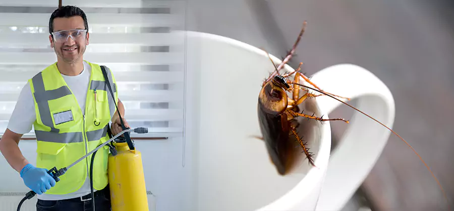 German Roach Infestation Treatment Ann Arbor