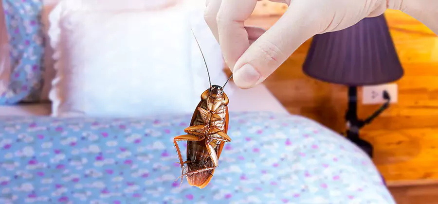 Fast Roach Elimination in Ann Arbor