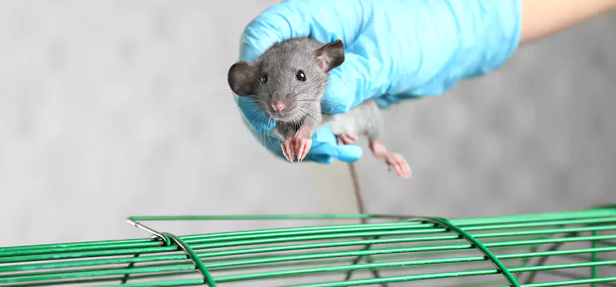 Humane Rat Trapping in Ann Arbor