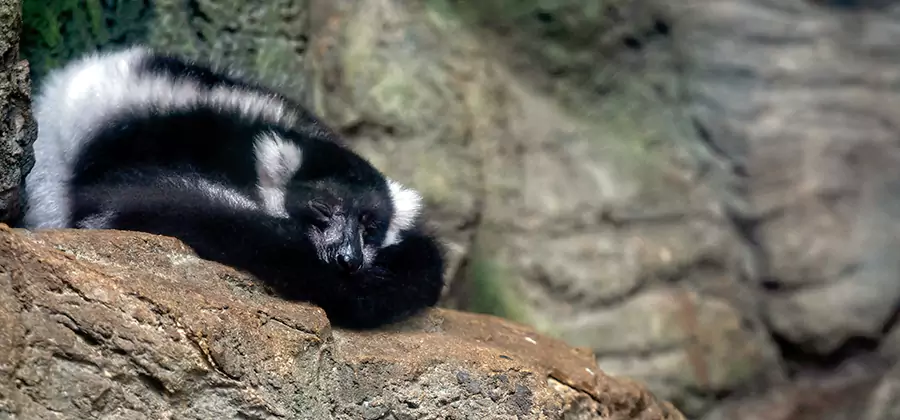Humane Skunk Removal in Ann Arbor