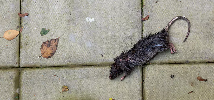 Mice in the Attic Removal in Ann Arbor
