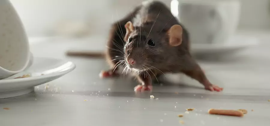 Rodent Feces Removal in Ann Arbor