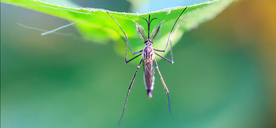 Pest and Mosquito Control for Yard and Patio in Ann Arbor