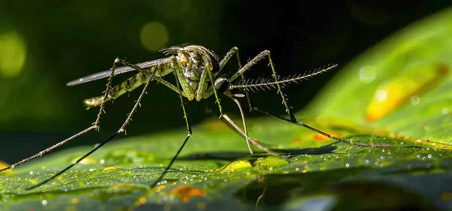 Tick and Mosquito Spray in Ann Arbor