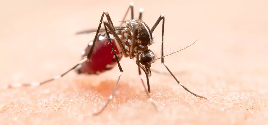 Pond Mosquito Control and Water Treatment in Ann Arbor