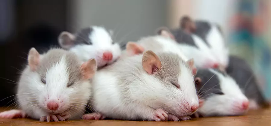 Ann Arbor Pet Safe Mice Control
