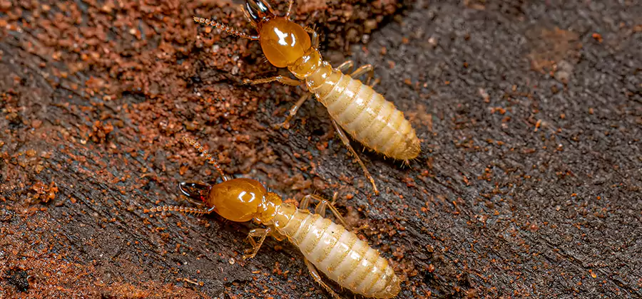 Natural Ant Hill Killer Treatment in Ann Arbor