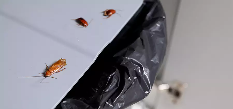 German Roach Pest Control in Ann Arbor