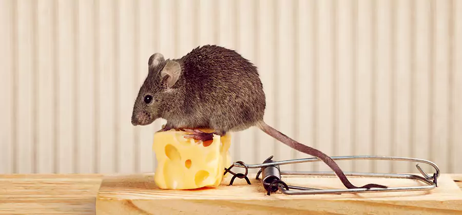 Commercial Rodent Exclusion Services in Ann Arbor