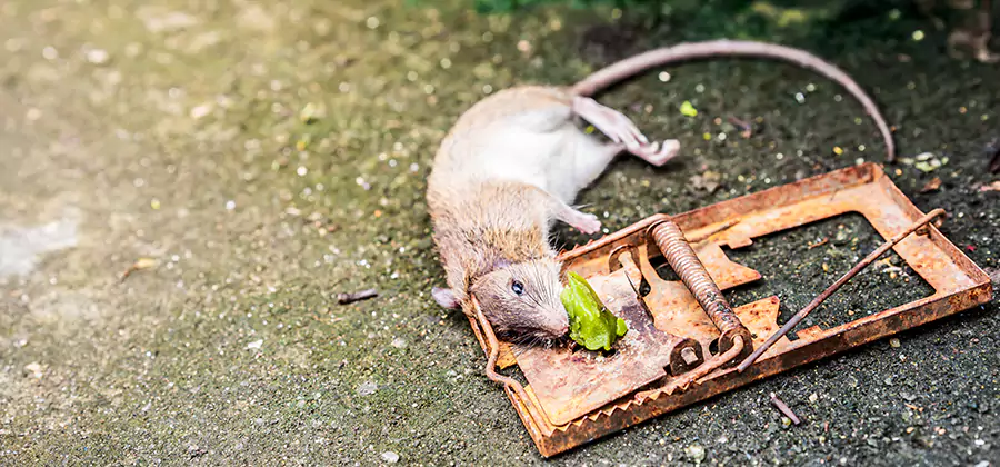 Rat Trapping in Ann Arbor