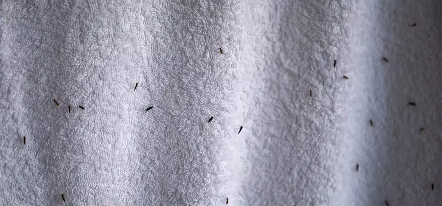 Small Black Ants in Bathroom Treatment in Ann Arbor