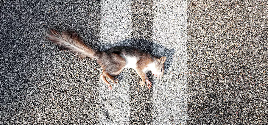 Dead Squirrel Removal in Ann Arbor