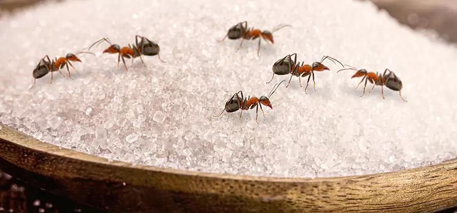 Indoor Sugar Ant Treatment in Ann Arbor