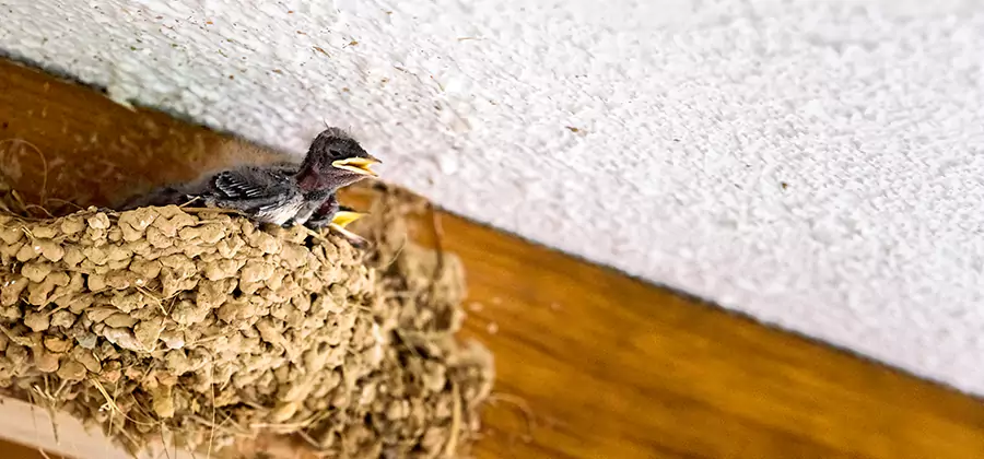 Bird Removal From House in Ann Arbor