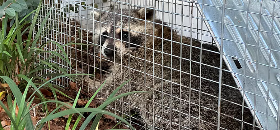 Wildlife Relocation Services in Ann Arbor