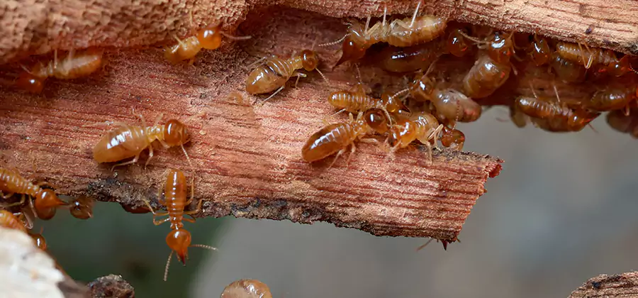 Wood Preservation Termite Treatment in Ann Arbor