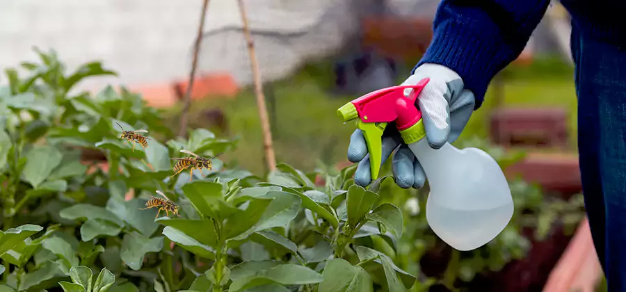 Yellow Jacket Pest Removal for Commercial Properties in Ann Arbor