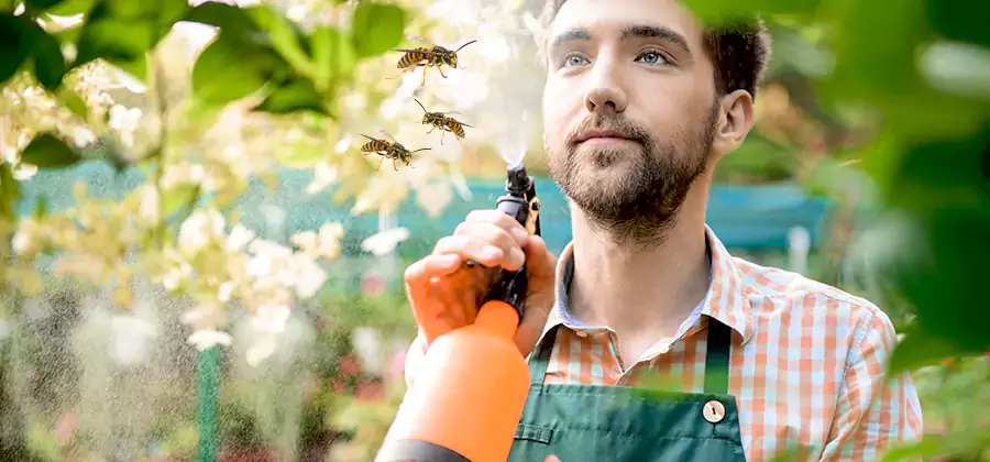Yellow Jacket Wasp Removal in Ann Arbor