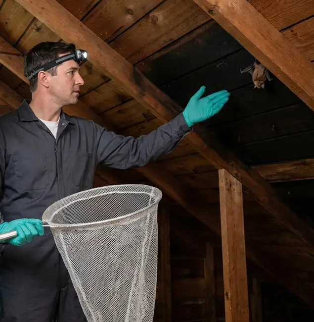 Why Ann Arbor Pest Control Pros Is the Right Choice in Ann Arbor, MI?