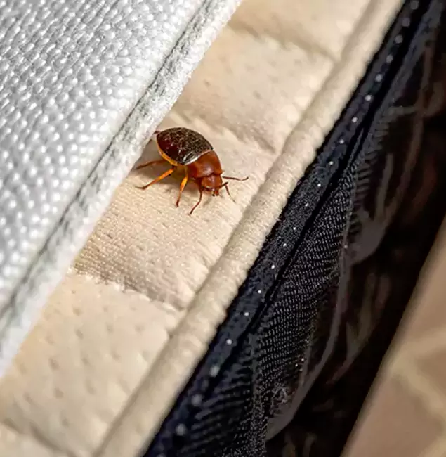 Why Choose Ann Arbor Pest Control Pros for Bed Bug Treatment at Home in Ann Arbor, MI?