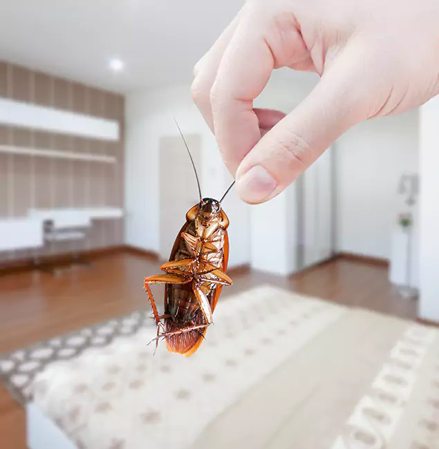 Why Ann Arbor Pest Control Pros Stand Out For Bed Bug Inspection in Ann Arbor, MI?