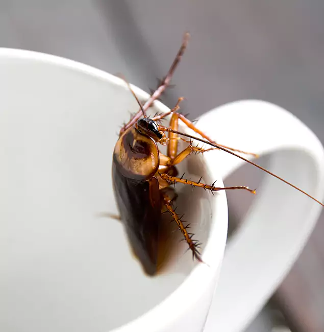 Why Ann Arbor, MI Residents Trust Ann Arbor Pest Control Pros for Cockroach Fumigation?