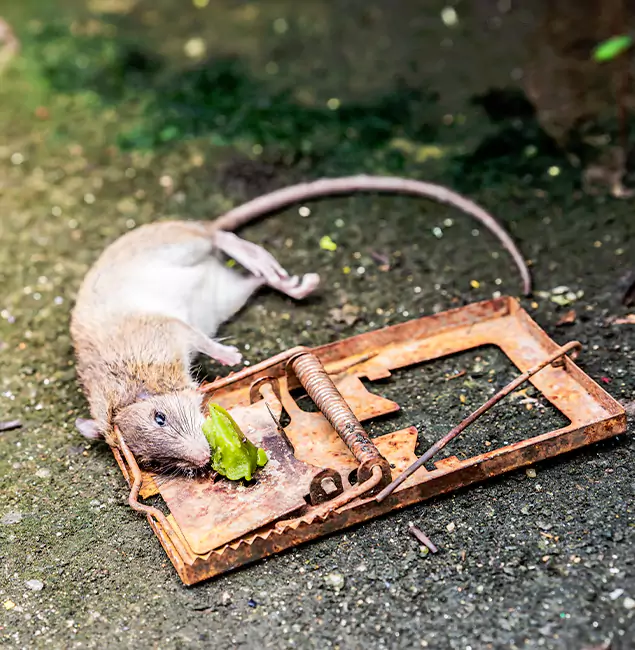 Why Ann Arbor, MI Homeowners Trust Ann Arbor Pest Control Pros for Rodent Removal?