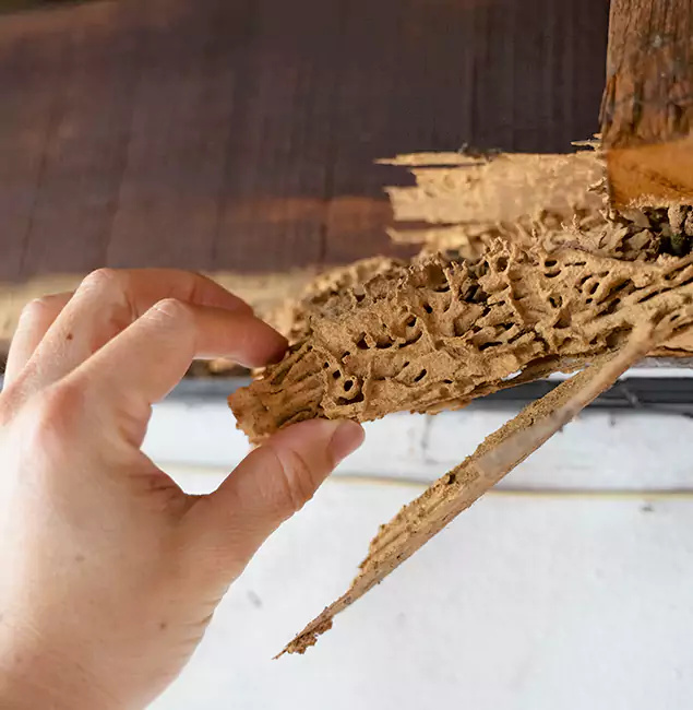 Why Choose Ann Arbor Pest Control Pros in Ann Arbor, MI?