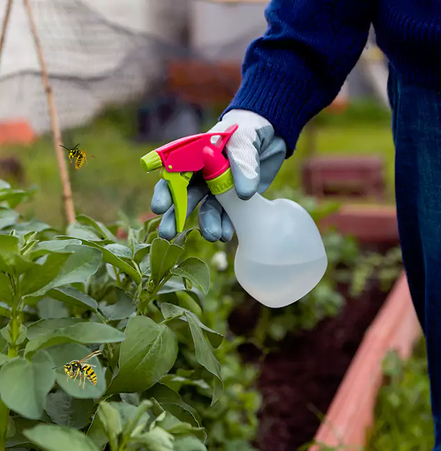 Why Ann Arbor Homeowners Choose Ann Arbor Pest Control Pros for Honey Bee Removal?